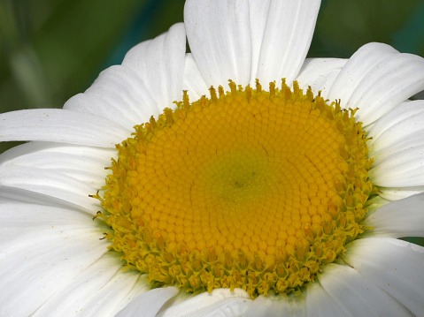 Chamomile flower, close-up. Chamomile or camomile is the common name for several daisy-like plants of the family Asteraceae.