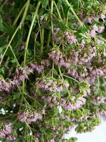 Origanum is a genus of herbaceous perennials and subshrubs in the family Lamiaceae. The plants have strongly aromatic leaves and abundant tubular flowers with long-lasting coloured bracts.