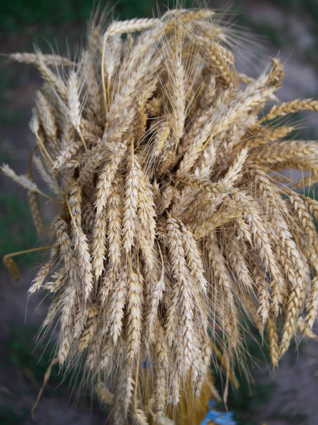 istock A sheaf of ripe wheat ears. Spikelets close-up. 2151292892