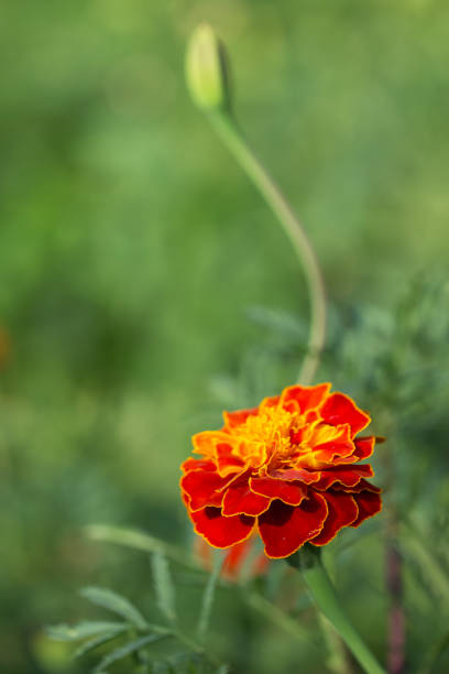 istock Marigold flower close-up on a blurry background. Copyspace. 2151292903