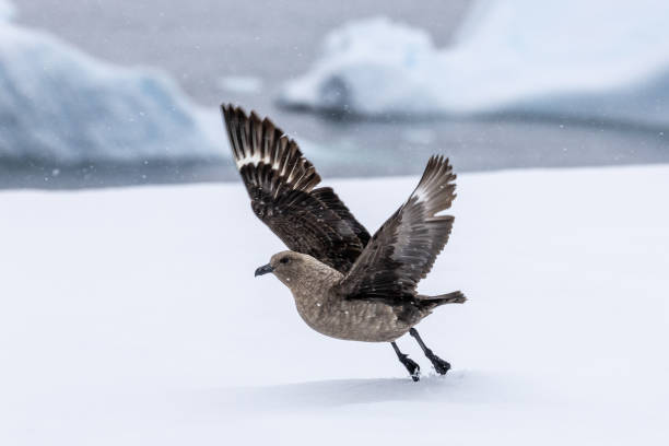 Charlotte Bay is on the west coast of Antarctic Peninsula and was discovered by Adrien de Gerlache