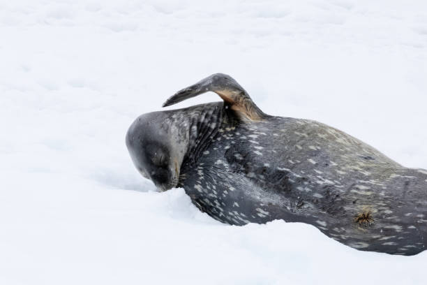istock Portal Point, Charlotte Bay, Antarctica, Part 1 2151293475