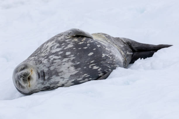 istock Portal Point, Charlotte Bay, Antarctica, Part 1 2151293490