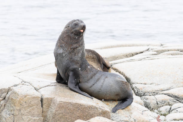 istock Portal Point, Charlotte Bay, Antarctica, Part 1 2151293505