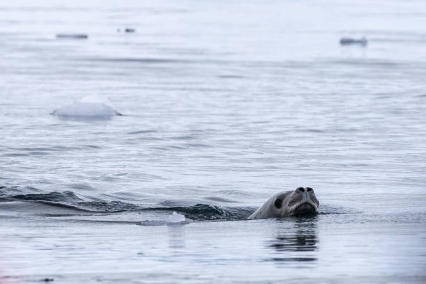 Charlotte Bay is on the west coast of Antarctic Peninsula and was discovered by Adrien de Gerlache