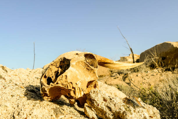 istock Dry Goat Skull Bone, Goat Skull background in the desert 2151293770