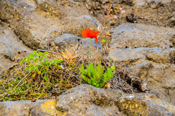 Poppy flowers, red petals move in the wind. In the garden . High quality