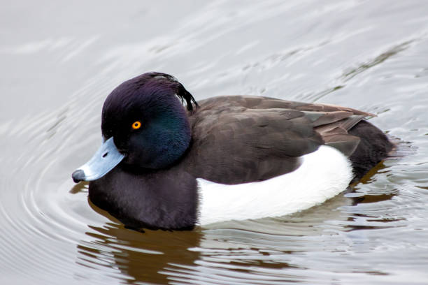 istock Male Tufted Duck (Aythya fuligula) - Europe's Elegant Diver 2151293979