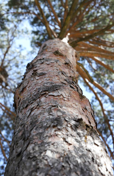 istock Trunk of a pine 2151294215