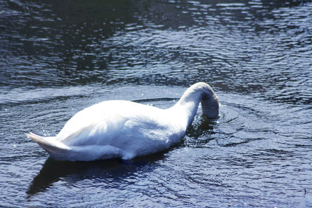 A Swan with it’s head under the water