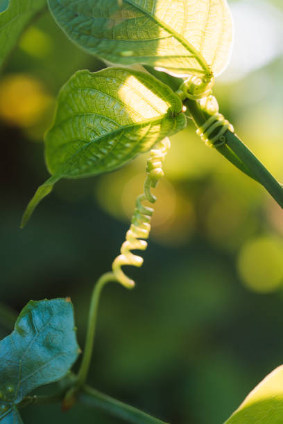 Close up green leaf with vine growing out of it. The vine is curled and twisted