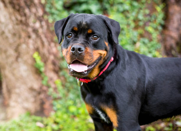 istock A happy purebred Rottweiler dog 2151296663