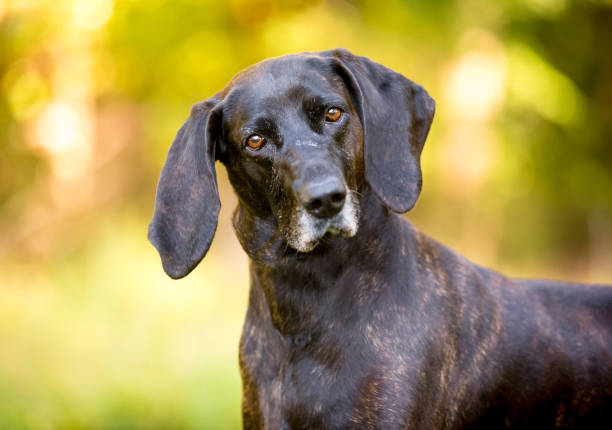 232,500+ Hound Dog Stock Photos, Pictures & Royalty-Free Images