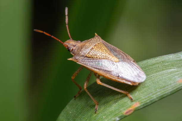 istock A Rice Stink Bug (Oebalus pugnax), a common pest of cereal crops 2151297993