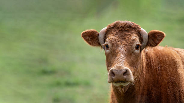 istock Cow with horns down, with a good face, redhead with copy space looking at camera 2151299377