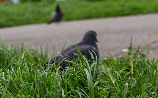 Pigeons in the park.