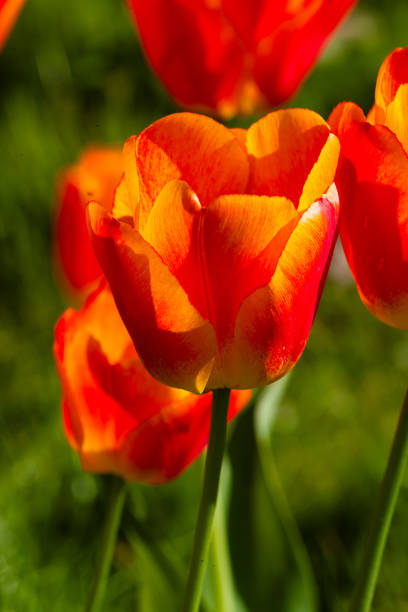May 2, 2024: Close-up of beautiful tulips