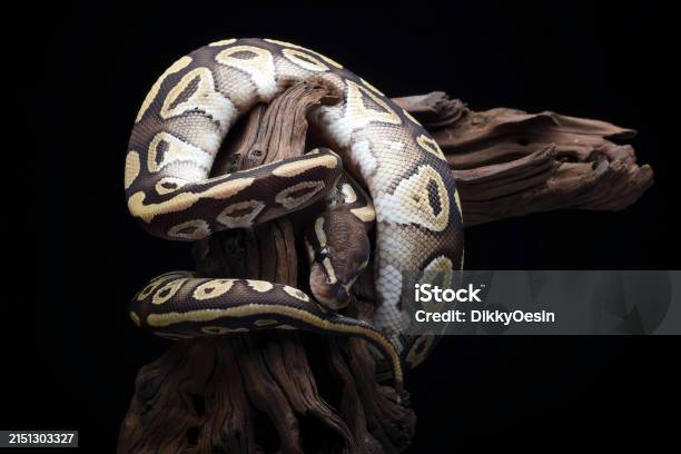 Coiled Ball Python Reference Photo A Ball Python Coiled Around A Tree Stump Stock Photo - Download Image ...