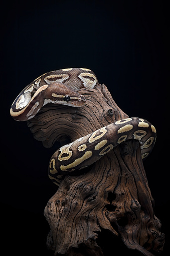 Ball Python Climb Tree A Ball Python Coiled Around A Tree Stump Stock Photo - Download Image ...