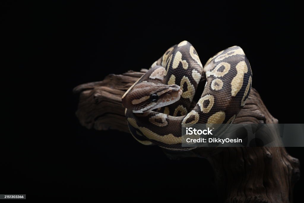 Ball Python Climb Tree A Ball Python Coiled Around A Tree Stump Stock Photo - Download Image ...