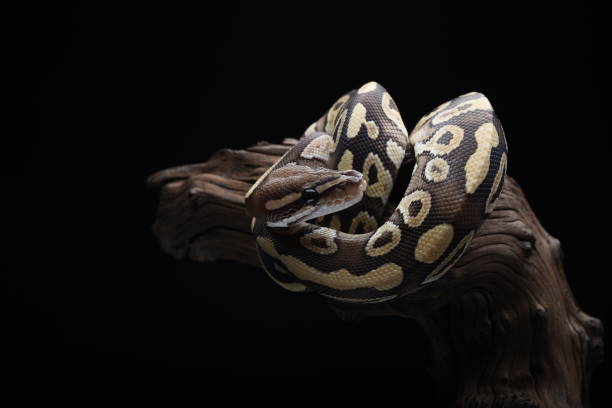 Boa Python Ball 2,600+ Yellow Boa Snake Stock Photos, Pictures & Royalty-Free Images ...