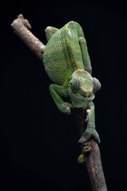 istock Female fischer chameleon on a black background 2151303475
