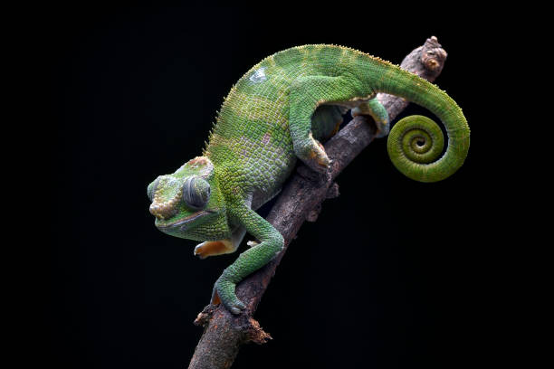 istock Female fischer chameleon on a black background 2151303502