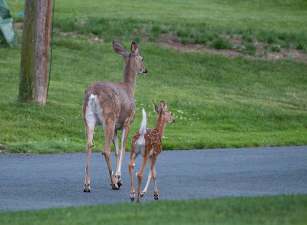 istock Mother and baby deer 2151304322