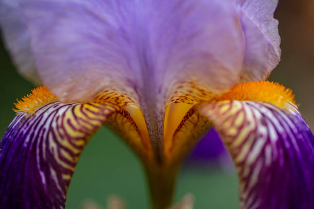 Beautiful purple flower close up, details.