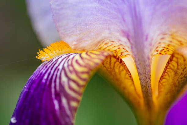 Beautiful purple flower close up, details.