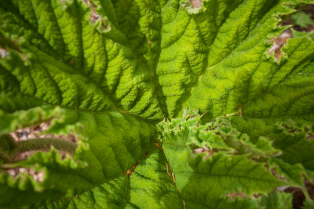It is a large-leaved perennial plant that grows to more than two metres tall