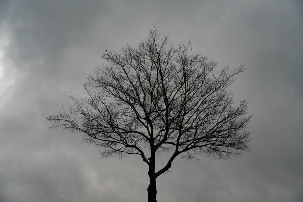 istock A Tree on a Foggy Day 2151305033