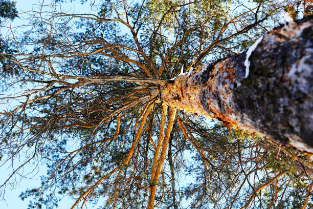 istock bottom view of the trunk and branches of a pine tree 2151305686