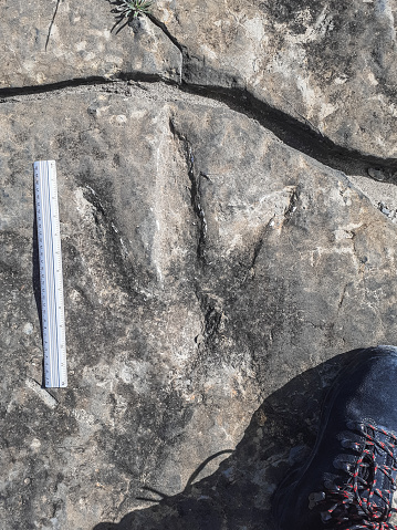 Spinosaurid dinosaur footprints found by biologists in La Rioja (Spain)