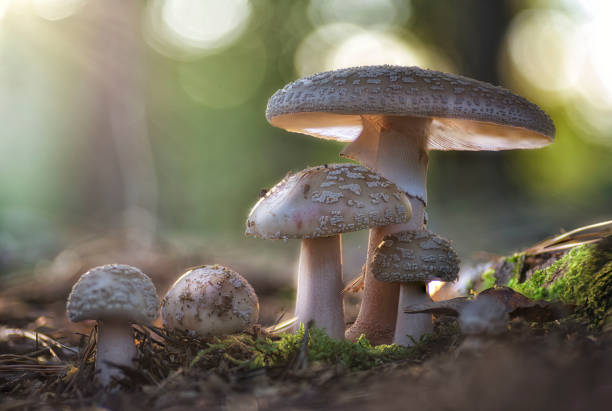 Mushroom Amanita