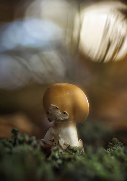 istock Mushroom Amanita 2151306581