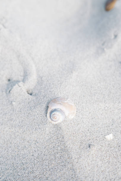 Broken Seashell sunken in the sand on a cold winter beach day with pastel toned cold light.