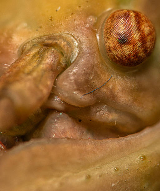Green bean stick insect, closeup eye and face