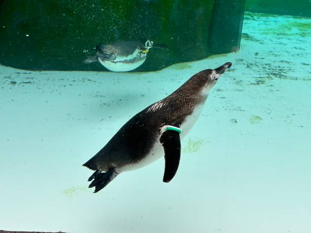 istock Penguins swimming in the pond 2151309184