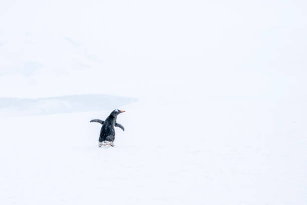 istock Penguin walking into snowy scene 2151310140
