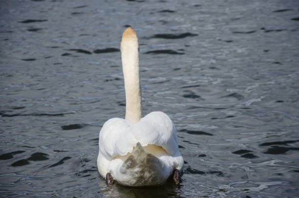 Graceful white Swan swimming in the lake, swans in the wild. Portrait of a white swan swimming on a lake. The mute swan, latin name Cygnus olor.
