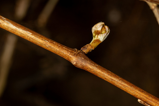 Vine bud and woody stem - vineyard - spring