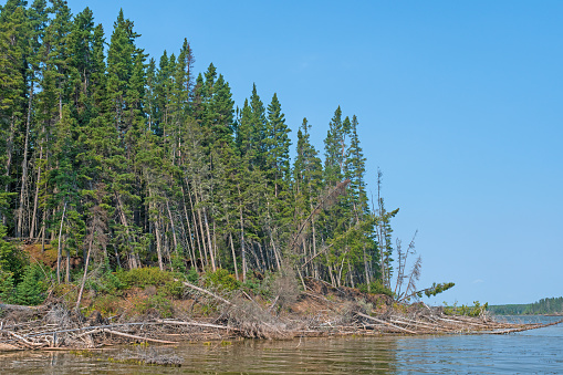 Towering Pines Toppling Into the Water in Paint Lake Provincial Park in Manitoba