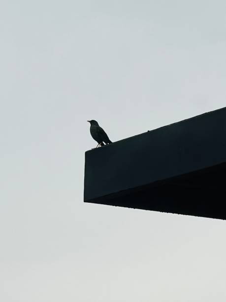 istock Blackbird resting on the ledge of a house 2151317416