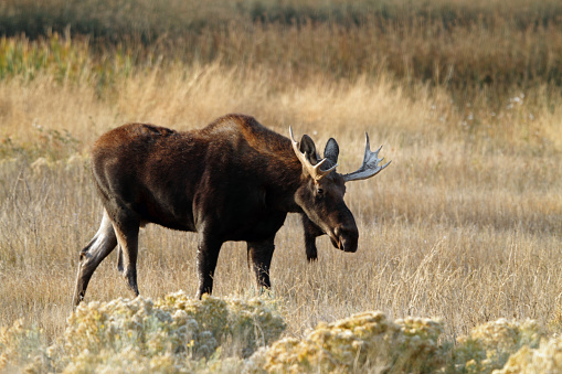 Shiras' Bull Moose in Eastern Idaho.