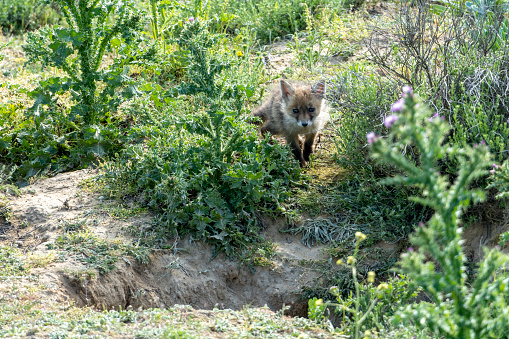 A fox cub walks towards its den to enter the sandy subway of its burrow, on a spring day, hidden in the undergrowth of the tall vegetation of the fields of Castilla y León - Valladolid - Spain