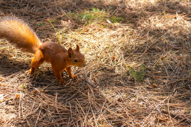istock Red squirrel searching food in forest 2151318702