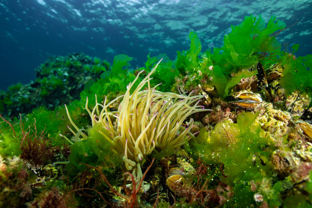 istock Anemonia viridis in a dramatic underwater landscape 2151318744