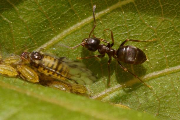 istock The symbiotic relationship between ants and aphids; macro photography 2151320286