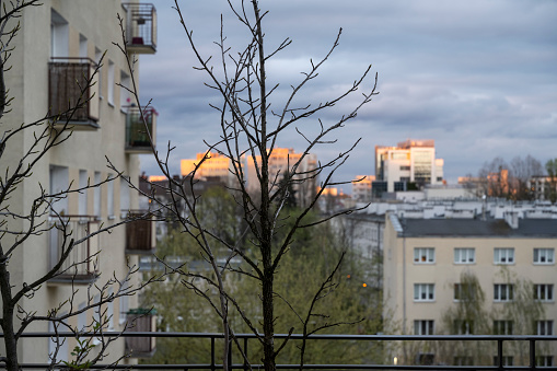 A stark contrast of leafless tree branches foregrounding a warm sunset sky amid the city's residential buildings.